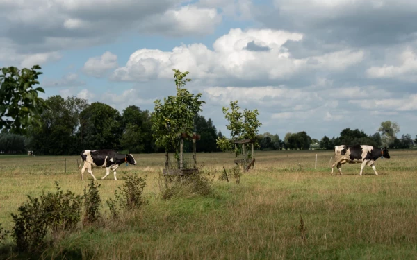 12 voordelen van agroforestry in open landschap