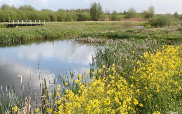 Boeren in het veenweidegebied zelf aan de slag met waterkwaliteit