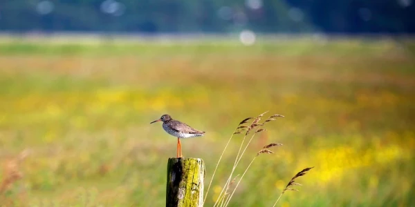 weidevogelbeheer
